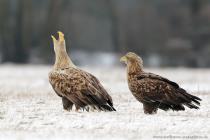 Seeadler